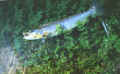 Klokot14.JPG (56820 byte)