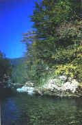 Treb4.JPG (83106 byte)
