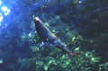 U-15.JPG (55000 byte)