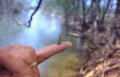 Mosca di Maggio