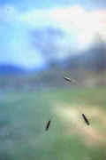Plecotteri
