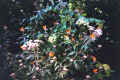 nerafarfalle.jpg (90626 byte)