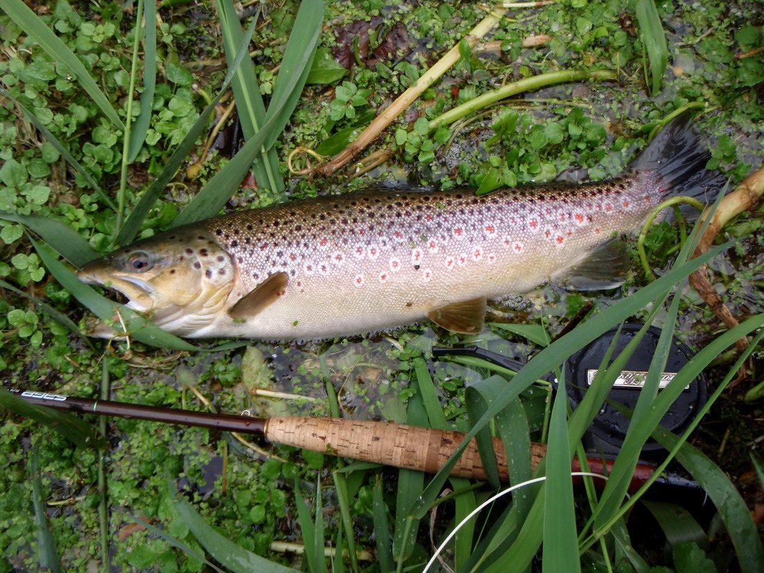 40 Mosche Da Pesca Per Trota - Testa Dorata Ninfe Miste - Invernali