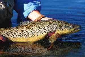 Brown trout. Foto Flyfisherman
