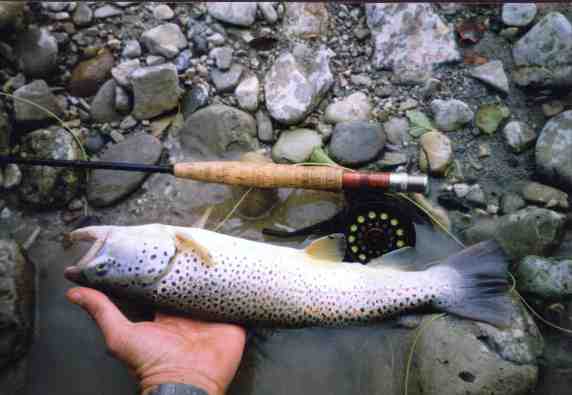 Fario cm43.  fiume Marecchia