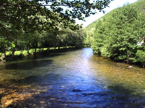 Pliva